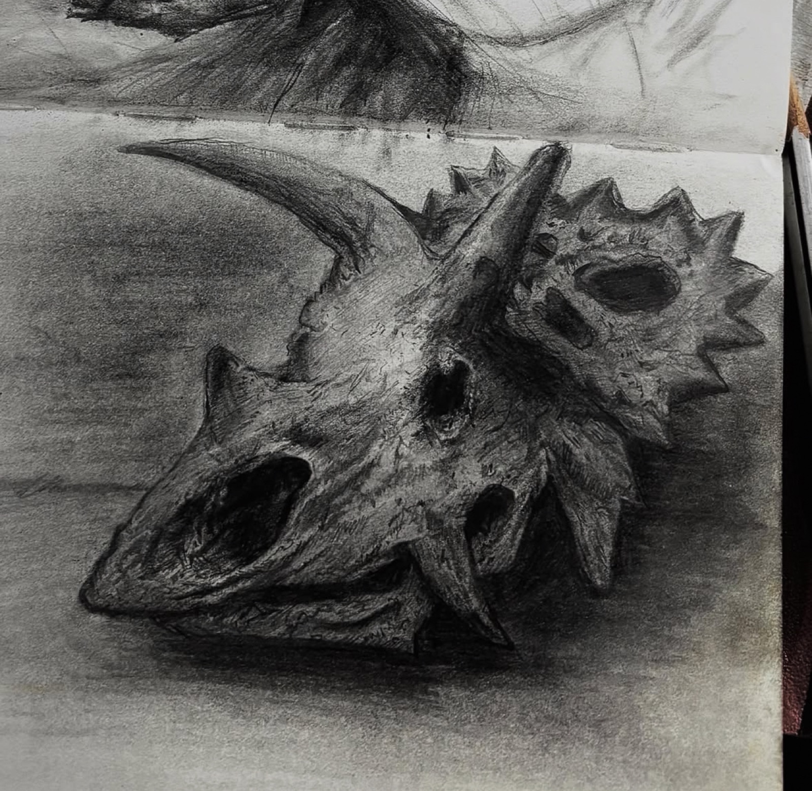 Triceratops Skull